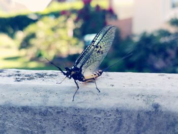 Close-up of insect perching on leaf