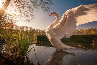 Swan in a lake