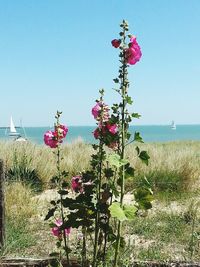 Flowers blooming at beach against clear sky