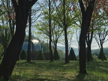 Trees on field in forest