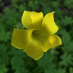 Close-up of yellow flower