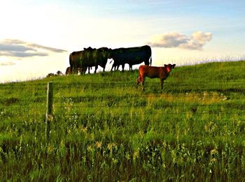 Scenic view of grassy field against sky