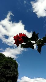 Low angle view of red flowers on tree against sky