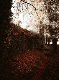 View of trees in forest during autumn