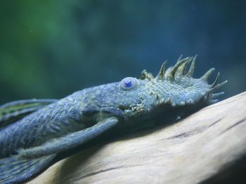 Close-up of turtle in water