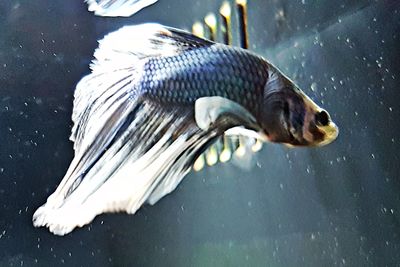 Close-up of duck swimming in lake