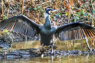 Bird flying over lake