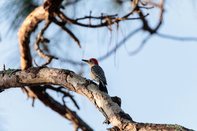 Low angle view of bird perching on branch