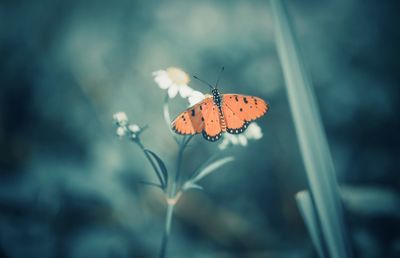 Close-up of butterfly pollinating on flower