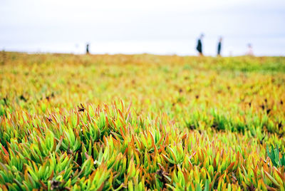 Scenic view of grassy field against sky