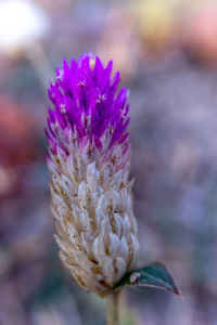 Close-up of pink flower