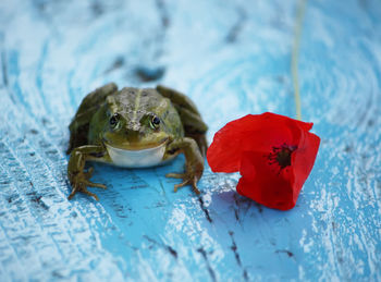 Close-up of turtle in water