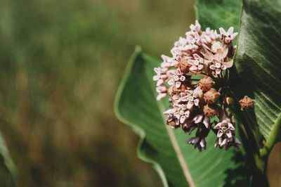 Close-up of white flowering plant