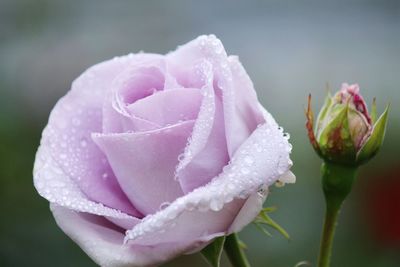 Close-up of wet pink rose growing on field