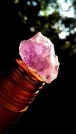 Close-up of pink rose flower
