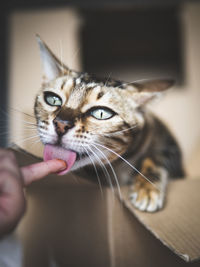 Cropped hand of person playing with cat