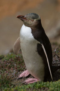 Close-up of penguin