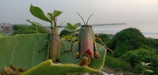 Grasshopper couples watching sea view