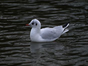 Seagull swimming in lake