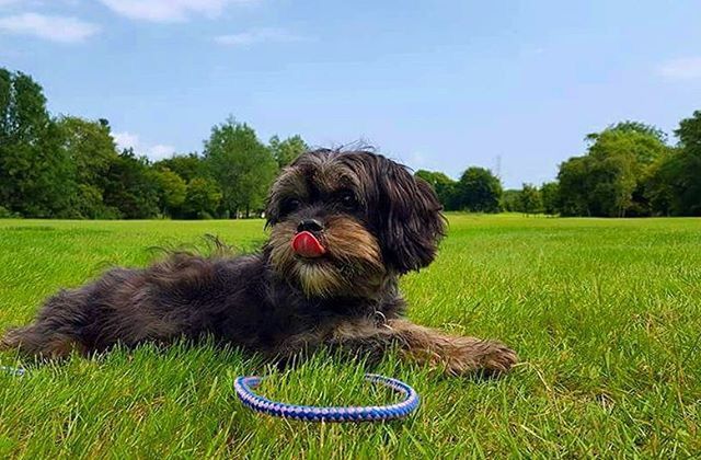 grass, field, grassy, domestic animals, one animal, dog, animal themes, pets, green color, one person, relaxation, sky, nature, portrait, mammal, animal hair, landscape, looking at camera, tree, day