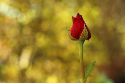 Close-up of red flower bud