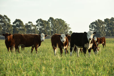 Cows grazing on field