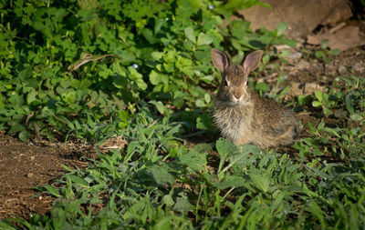 Close-up of rabbit on field