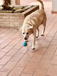 Dog running on footpath