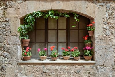 Potted plants on window sill of building