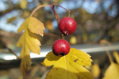 Close-up of red berries growing on tree