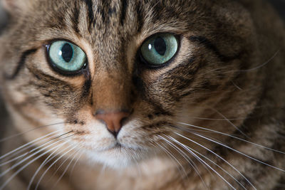 Close-up portrait of cat