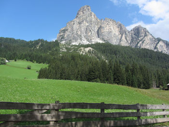 Alpine landscape with green pastures and firs against italian dolomites at summer