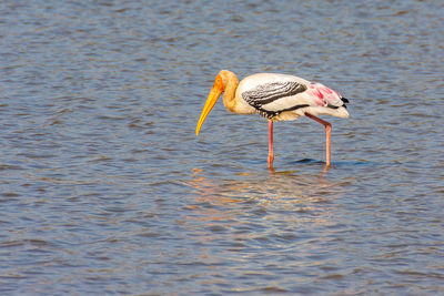 Portrait of bird on water
