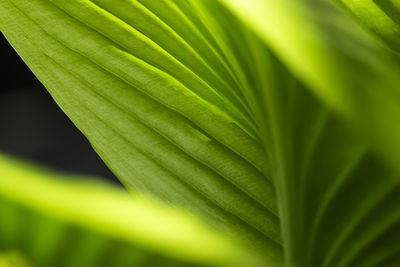 Close-up of fresh green leaves