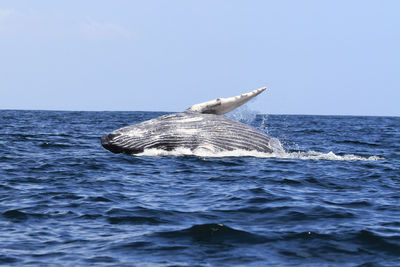 Whale splashing in sea against sky