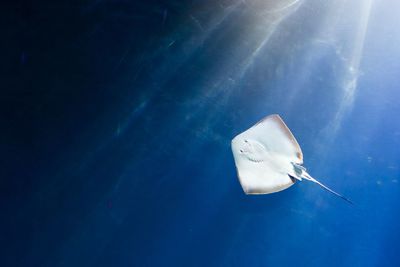 Low angle view of stingray swimming in sea