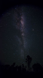 Low angle view of trees against sky at night