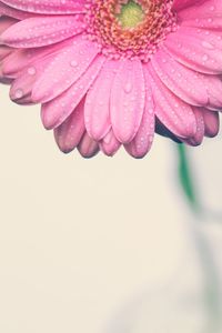 Close-up of wet pink rose flower