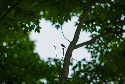 Low angle view of bird perching on tree