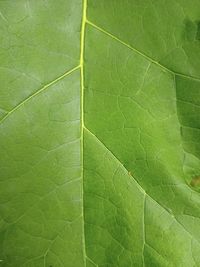 Full frame shot of leaf