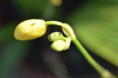 Close-up of fresh green plant