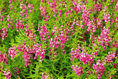 Close-up of pink flowering plants