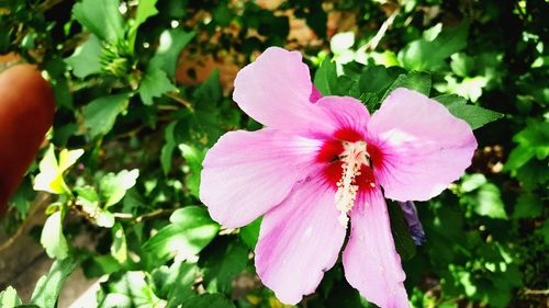 Close-up of pink flower