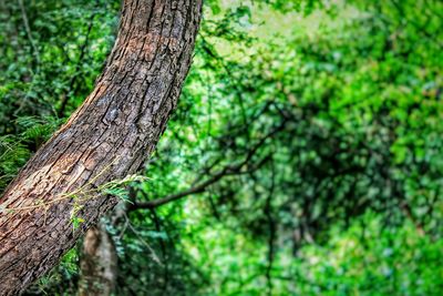 Trees growing in forest