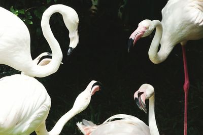 High angle view of swans in water