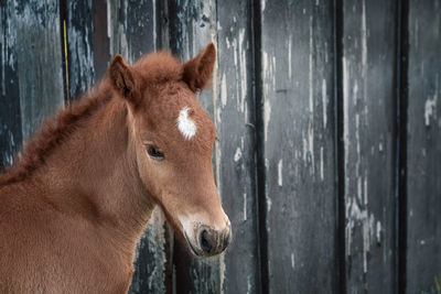 Close-up of brown foal against grey wall