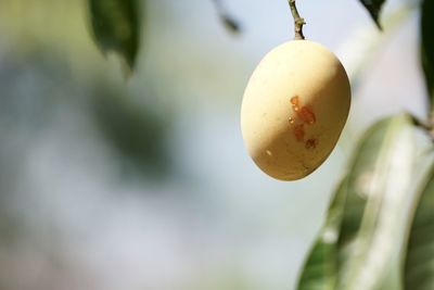 Close-up of fruits hanging on tree