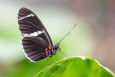 Close-up of butterfly on plant