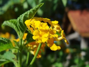 Close-up of yellow flowers blooming outdoors