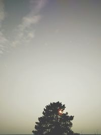 Low angle view of trees against sky